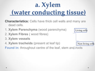 a. Xylem
(water conducting tissue)
Characteristics: Cells have thick cell walls and many are
dead cells.
1. Xylem Parenchyma (wood parenchyma)
2. Xylem Fibres ( wood fibres)
3. Xylem vessels
4. Xylem tracheids (present at leaf tip)
Found in: throughout centre of the leaf, stem and roots
Non living cells
Living cells
 