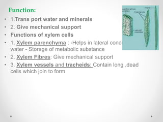 • 1.Trans port water and minerals
• 2. Give mechanical support
• Functions of xylem cells
• 1. Xylem parenchyma : -Helps in lateral conduction of
water - Storage of metabolic substance
• 2. Xylem Fibres: Give mechanical support
• 3. Xylem vessels and tracheids: Contain long ,dead
cells which join to form
Function:
 