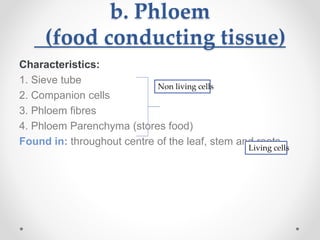 b. Phloem
(food conducting tissue)
Characteristics:
1. Sieve tube
2. Companion cells
3. Phloem fibres
4. Phloem Parenchyma (stores food)
Found in: throughout centre of the leaf, stem and roots
Non living cells
Living cells
 
