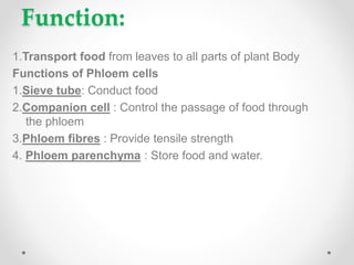 Function:
1.Transport food from leaves to all parts of plant Body
Functions of Phloem cells
1.Sieve tube: Conduct food
2.Companion cell : Control the passage of food through
the phloem
3.Phloem fibres : Provide tensile strength
4. Phloem parenchyma : Store food and water.
 