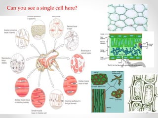 Can you see a single cell here?
 