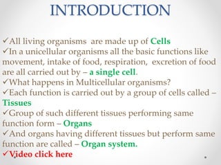 INTRODUCTION
All living organisms are made up of Cells
In a unicellular organisms all the basic functions like
movement, intake of food, respiration, excretion of food
are all carried out by – a single cell.
What happens in Multicellular organisms?
Each function is carried out by a group of cells called –
Tissues
Group of such different tissues performing same
function form – Organs
And organs having different tissues but perform same
function are called – Organ system.
Video click here
 