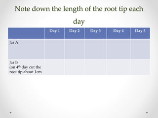 Note down the length of the root tip each
day
Day 1 Day 2 Day 3 Day 4 Day 5
Jar A
Jar B
(on 4th day cut the
root tip about 1cm
 