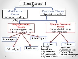 Plant Tissues
Meristematic
tissues
(always dividing
cells)
Permanent Tissues
(Specialised cells)
Simple permanent
Tissues
(Only one type of cells
either living/nonliving)
Complex Permanent
Tissues
(contain both living &
non-living cells )
Parenchyma
Collenchyma
Sclerenchyma
Epidermis
Xylem Phloem
1. Xylem
Parenchyma
2. Xylem Fibres
3. Xylem vessels
4. Xylem tracheids
1. Sieve tube
2. Companion cells
3. Phloem fibres
4. Phloem Parenchyma
 