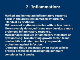 2- Inflammation:
Marked and immediate inflammatory response
occur in the areas less damaged by burning.
Manifest as erythema.
Mild areas of erythema resolve with in few hours.
More severely damaged tissue may develop a more
prolonged inflammatory response.
Macrophages produce inflammatory mediators or
cytokines e.g. transforming growth factor-B and
neutrophils and later lymphocytes provide
protection against infection.
Damaged tissue separates by an active cellular
process described as desloughing generally
completes by 3 weeks.
 