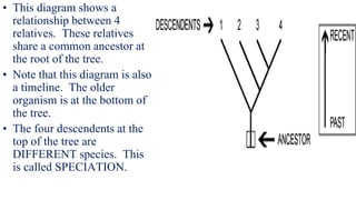 1. 1st lec. introd; classification, phylogeny, tree diagrams and ...