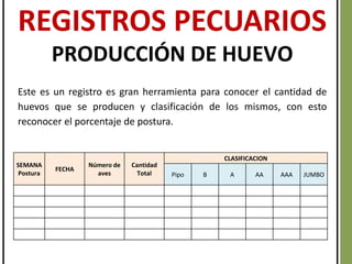 SEMANA
Postura
FECHA
Número de
aves
Cantidad
Total
CLASIFICACION
Pipo B A AA AAA JUMBO
REGISTROS PECUARIOS
PRODUCCIÓN DE HUEVO
Este es un registro es gran herramienta para conocer el cantidad de
huevos que se producen y clasificación de los mismos, con esto
reconocer el porcentaje de postura.
 