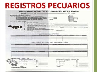 19
REGISTROS PECUARIOS
 