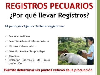 • Economizar dinero
• Seleccionar los animales superiores
• Hijos para el reemplazo
• Suministrar alimentos por etapa
• Planificar
• Descartar animales de mala
producción.
REGISTROS PECUARIOS
¿Por qué llevar Registros?
El principal objetivo de llevar registro es:
Permite determinar los puntos críticos de la producción
 
