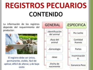 REGISTROS PECUARIOS
CONTENIDO
GENERAL
Identificación
del animal
Raza del
animal
Genealogía
Sexo
Fecha de
nacimiento
ESPECIFICA
Pcc Leche
Cantidad
Huevos
Partos
Inseminación
A.
Ganancia Peso
La información de los registros
depende del requerimiento del
productor:
El registro debe ser único,
permanente, visible, fácil de
aplicar, difícil de alterar, y de bajo
costo
 
