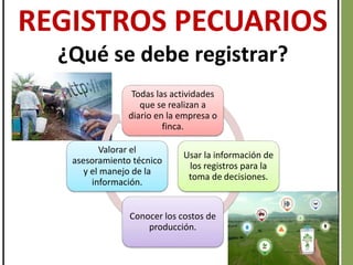 REGISTROS PECUARIOS
¿Qué se debe registrar?
Todas las actividades
que se realizan a
diario en la empresa o
finca.
Usar la información de
los registros para la
toma de decisiones.
Conocer los costos de
producción.
Valorar el
asesoramiento técnico
y el manejo de la
información.
 