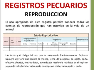 Las fechas y el código del toro que se usó cuando fue Inseminado, fechas y
Número del toro que realizo la monta, fecha de probable de parto, parto
efectivo, abortos, y otros datos, además por medio de los datos en el registro
se puede calcular Intervalos parto concepción e intervalos parto – parto.
REGISTROS PECUARIOS
REPRODUCCION
El uso apropiado de este registro permite conocer todos los
eventos de reproducción que han ocurrido en la vida de un
animal
Estado Reproductivo
Fecha
No
Arete
I.A MN
Código y Nombre
Reproductor
Diagnostico Observaciones
Código Nombre Fecha V G
Meses
Gestación
Fecha posible
Parto
Descarte
 