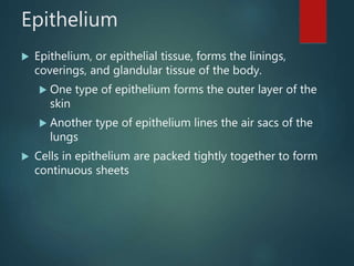 Epithelium
 Epithelium, or epithelial tissue, forms the linings,
coverings, and glandular tissue of the body.
 One type of epithelium forms the outer layer of the
skin
 Another type of epithelium lines the air sacs of the
lungs
 Cells in epithelium are packed tightly together to form
continuous sheets
 