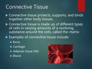Connective Tissue
 Connective tissue protects, supports, and binds
together other body tissues.
 Connective tissue is made up of different types
of cells in varying amounts of a nonliving
substance around the cells, called the matrix.
 Examples of connective tissue include:
 Bone
 Cartilage
 Adipose tissue (fat)
 Blood
 