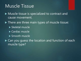 Muscle Tissue
 Muscle tissue is specialized to contract and
cause movement.
 There are three main types of muscle tissue:
 Skeletal muscle
 Cardiac muscle
 Smooth muscle
 Can you guess the location and function of each
muscle type?
 