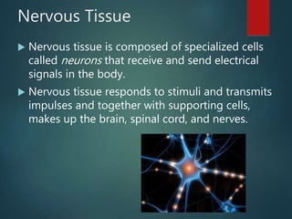 Nervous Tissue
 Nervous tissue is composed of specialized cells
called neurons that receive and send electrical
signals in the body.
 Nervous tissue responds to stimuli and transmits
impulses and together with supporting cells,
makes up the brain, spinal cord, and nerves.
 