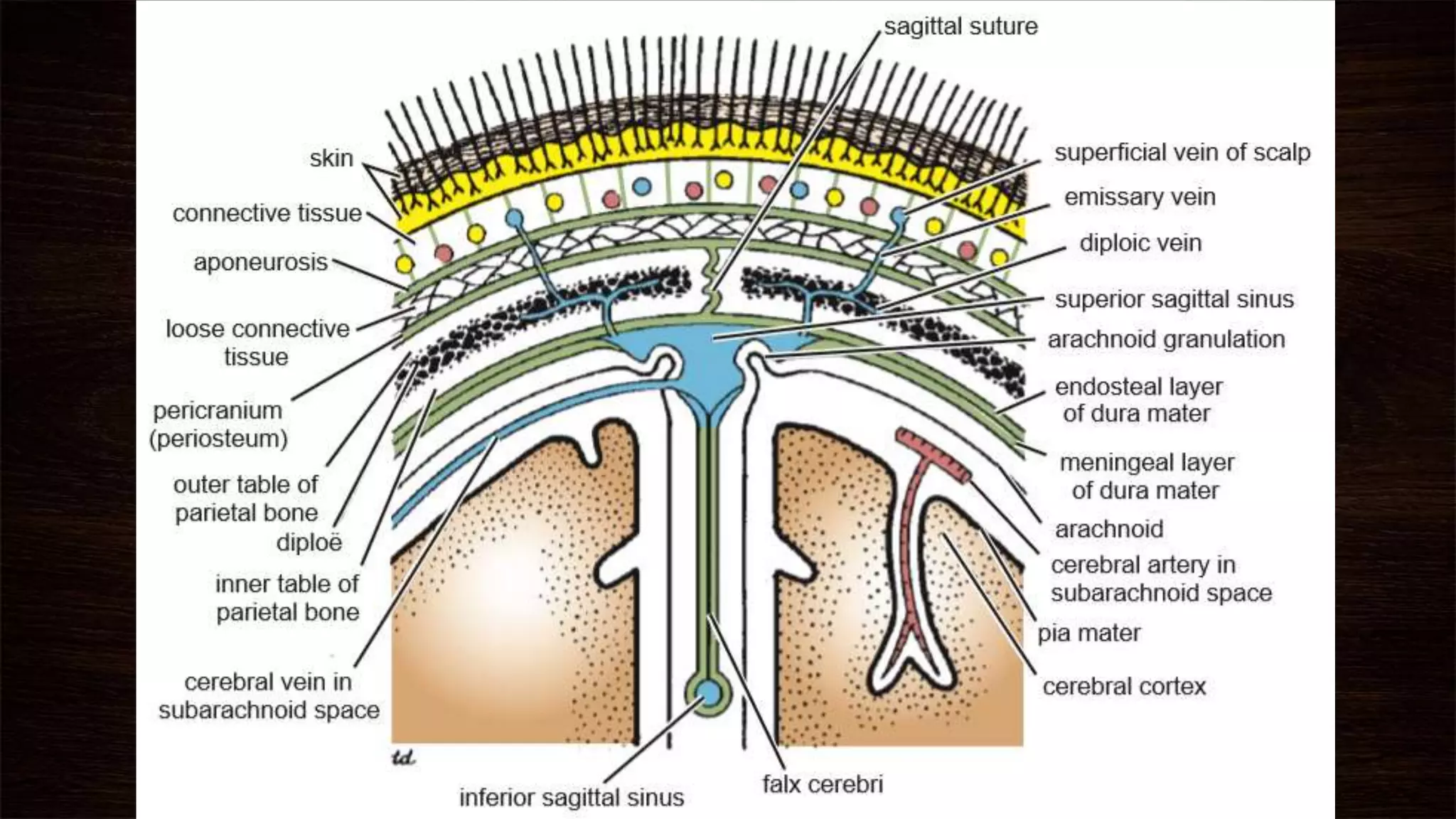 Basic Skull Anatomy | PPTX