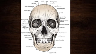 Basic Skull Anatomy | PPTX