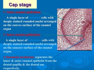 CCaapp ssttaaggee 
1- Outer enamel epithelium: 
A single layer of cuboidal cells with 
deeply stained rounded nuclei arranged 
on the convex surface of the enamel 
organ 
2- Inner enamel epithelium: 
A single layer of columnar cells with 
deeply stained rounded nuclei arranged 
on the concave surface of the enamel 
organ. 
A basement membrane separates the 
inner & outer enamel epithelia from the 
dental papilla & the dental sac 
respectively. 
 