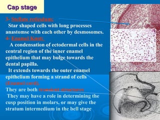 CCaapp ssttaaggee 
3- Stellate reticulum: 
Star shaped cells with long processes 
anastomse with each other by desmosomes. 
4- Enamel Knot: 
A condensation of ectodermal cells in the 
central region of the inner enamel 
epithelium that may bulge towards the 
dental papilla. 
It extends towards the outer enamel 
epithelium forming a strand of cells 
(Enamel cord). 
They are both transient structures 
They may have a role in determining the 
cusp position in molars, or may give the 
stratum intermedium in the bell stage 
 