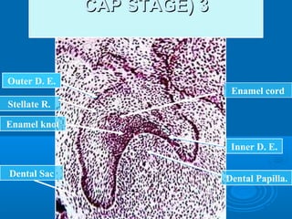 CCAAPP SSTTAAGGEE(( 33 
Enamel knot 
Inner D. E. 
Outer D. E. 
Stellate R. 
Enamel cord 
Dental Sac Dental Papilla. 
 