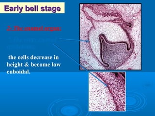EEaarrllyy bbeellll ssttaaggee 
2- The enamel organ: 
* The outer enamel 
epithelium: 
the cells decrease in 
height & become low 
cuboidal. 
 