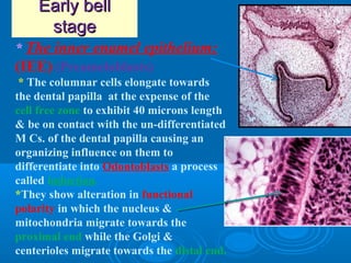 EEaarrllyy bbeellll 
ssttaaggee 
* The inner enamel epithelium: 
(IEE) (Preameloblasts) 
* The columnar cells elongate towards 
the dental papilla at the expense of the 
cell free zone to exhibit 40 microns length 
& be on contact with the un-differentiated 
M Cs. of the dental papilla causing an 
organizing influence on them to 
differentiate into Odontoblasts a process 
called induction. 
*They show alteration in functional 
polarity in which the nucleus & 
mitochondria migrate towards the 
proximal end while the Golgi & 
centerioles migrate towards the distal end. 
 