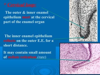 * Cervical loop: 
The outer & inner enamel 
epithelium meet at the cervical 
part of the enamel organ 
The inner enamel epithelium 
reflects on the outer E.E. for a 
short distance. 
It may contain small amount 
of stellate reticulum.(rare) 
 