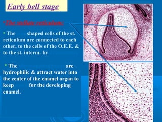 Early bell stage 
•The stellate reticulum: 
* The star shaped cells of the st. 
reticulum are connected to each 
other, to the cells of the O.E.E. & 
to the st. interm. by desmosomes 
* The glucosaminoglycans are 
hydrophilic & attract water into 
the center of the enamel organ to 
keep space for the developing 
enamel. 
 