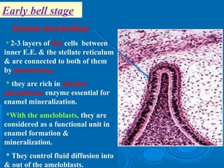 Early bell stage 
Stratum intermedium 
* 2-3 layers of flat cells between 
inner E.E. & the stellate reticulum 
& are connected to both of them 
by desmosomes 
* they are rich in alkaline 
phosphatase enzyme essential for 
enamel mineralization. 
*With the ameloblasts, they are 
considered as a functional unit in 
enamel formation & 
mineralization. 
* They control fluid diffusion into 
& out of the ameloblasts. 
 