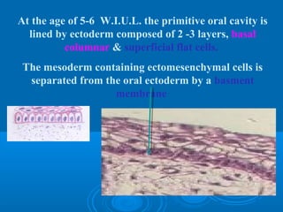 At the age of 5-6 W.I.U.L. the primitive oral cavity is 
lined by ectoderm composed of 2 -3 layers, basal 
columnar & superficial flat cells. 
The mesoderm containing ectomesenchymal cells is 
separated from the oral ectoderm by a basment 
membrane 
 
