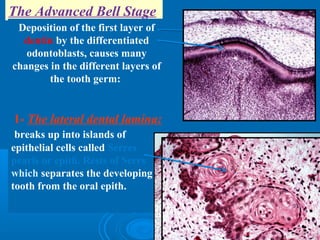 The Advanced Bell Stage 
Deposition of the first layer of 
dentin by the differentiated 
odontoblasts, causes many 
changes in the different layers of 
the tooth germ: 
1- The lateral dental lamina: 
breaks up into islands of 
epithelial cells called Serres 
pearls or epith. Rests of Serrs 
which separates the developing 
tooth from the oral epith. 
 