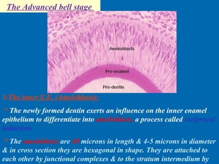 The Advanced bell stage 
3-The inner E.E. (Ameloblasts): 
* The newly formed dentin exerts an influence on the inner enamel 
epithelium to differentiate into ameloblasts, a process called reciprocal 
induction. 
* The ameloblasts are 40 microns in length & 4-5 microns in diameter 
& in cross section they are hexagonal in shape. They are attached to 
each other by junctional complexes & to the stratum intermedium by 
desmosomes. 
 