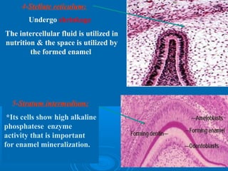 4-Stellate reticulum: 
Undergo shrinkage 
The intercellular fluid is utilized in 
nutrition & the space is utilized by 
the formed enamel 
5-Stratum intermedium: 
*Its cells show high alkaline 
phosphatese enzyme 
activity that is important 
for enamel mineralization. 
 