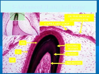 5-Advanced (Late) bell stage 
OUTER DENTAL 
EPITHELIUM 
CAPILLARY LOOP 
ENAMEL 
MATRIX 
DENTIN 
PREDENTIN 
SR 
AB 
SI 
 