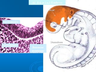 At 5-6 w.i.u.l Embryo 
HHeeaadd 
SSttoommooddeeuumm 
Heart 
Basement 
membrane 
ECTODERM 
MESODERM 
 