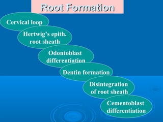 RRoooott FFoorrmmaattiioonn 
Cervical loop 
Hertwig’s epith. 
root sheath 
Odontoblast 
differentiation 
Dentin formation 
Disintegration 
of root sheath 
Cementoblast 
differentiation 
 