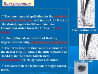 Root formation 
* The inner enamel epithelium in the epithelial 
root sheath of Hertwig, will induce U.D.M.Cs of 
the dental papilla to differentiate into 
Odontoblas which form the 1st layer of root 
dentin. 
* The Epithelial root sheath of Hertwig 
degenerates forming epithelial rests of Mallassez 
* The formed dentin that come in contact with 
the dental follicle, induces the differentiation of 
U.M.Cs. in the dental follicle in to 
cementoblasts which lay down cementum. 
* This occurs in the formation of single rooted 
tooth. 
Proliferation zone 
cementoblasts 
 
