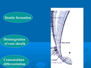 Dentin formation 
Disintegration 
of root sheath 
Cementoblast 
differentiation 
 