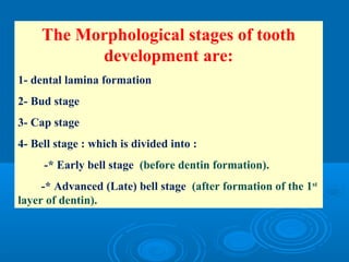 The Morphological stages of tooth 
development are: 
1- dental lamina formation 
2- Bud stage 
3- Cap stage 
4- Bell stage : which is divided into : 
-* Early bell stage (before dentin formation). 
-* Advanced (Late) bell stage (after formation of the 1st 
layer of dentin). 
 