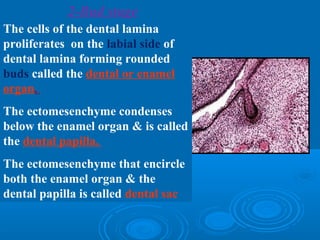 2-Bud stage 
The cells of the dental lamina 
proliferates on the labial side of 
dental lamina forming rounded 
buds called the dental or enamel 
organ. 
The ectomesenchyme condenses 
below the enamel organ & is called 
the dental papilla. 
The ectomesenchyme that encircle 
both the enamel organ & the 
dental papilla is called dental sac 
 