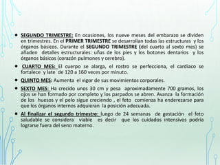  SEGUNDO TRIMESTRE: En ocasiones, los nueve meses del embarazo se dividen
en trimestres. En el PRIMER TRIMESTRE se desarrollan todas las estructuras y los
órganos básicos. Durante el SEGUNDO TRIMESTRE (del cuarto al sexto mes) se
añaden detalles estructurales: uñas de los pies y los botones dentarios y los
órganos básicos (corazón pulmones y cerebro).
 CUARTO MES: El cuerpo se alarga, el rostro se perfecciona, el cardiaco se
fortalece y late de 120 a 160 veces por minuto.
 QUINTO MES: Aumenta el vigor de sus movimientos corporales.
 SEXTO MES: Ha crecido unos 30 cm y pesa aproximadamente 700 gramos, los
ojos se han formado por completo y los parpados se abren. Avanza la formación
de los huesos y el pelo sigue creciendo , el feto comienza ha enderezarse para
que los órganos internos adquieran la posición adecuada.
 Al finalizar el segundo trimestre: luego de 24 semanas de gestación el feto
saludable se considera viable es decir que los cuidados intensivos podría
lograrse fuera del seno materno.
 