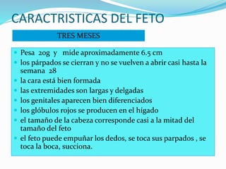CARACTRISTICAS DEL FETO
 Pesa 20g y mide aproximadamente 6.5 cm
 los párpados se cierran y no se vuelven a abrir casi hasta la
semana 28
 la cara está bien formada
 las extremidades son largas y delgadas
 los genitales aparecen bien diferenciados
 los glóbulos rojos se producen en el hígado
 el tamaño de la cabeza corresponde casi a la mitad del
tamaño del feto
 el feto puede empuñar los dedos, se toca sus parpados , se
toca la boca, succiona.
TRES MESES
 