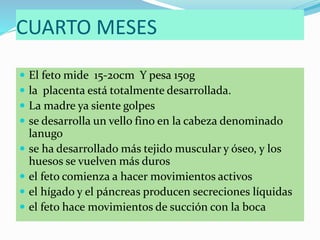 CUARTO MESES
 El feto mide 15-20cm Y pesa 150g
 la placenta está totalmente desarrollada.
 La madre ya siente golpes
 se desarrolla un vello fino en la cabeza denominado
lanugo
 se ha desarrollado más tejido muscular y óseo, y los
huesos se vuelven más duros
 el feto comienza a hacer movimientos activos
 el hígado y el páncreas producen secreciones líquidas
 el feto hace movimientos de succión con la boca
 