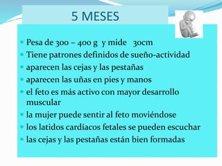 5 MESES
 Pesa de 300 – 400 g y mide 30cm
 Tiene patrones definidos de sueño-actividad
 aparecen las cejas y las pestañas
 aparecen las uñas en pies y manos
 el feto es más activo con mayor desarrollo
muscular
 la mujer puede sentir al feto moviéndose
 los latidos cardíacos fetales se pueden escuchar
 las cejas y las pestañas están bien formadas
 