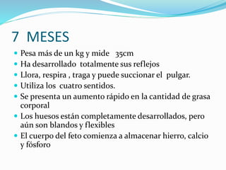 7 MESES
 Pesa más de un kg y mide 35cm
 Ha desarrollado totalmente sus reflejos
 Llora, respira , traga y puede succionar el pulgar.
 Utiliza los cuatro sentidos.
 Se presenta un aumento rápido en la cantidad de grasa
corporal
 Los huesos están completamente desarrollados, pero
aún son blandos y flexibles
 El cuerpo del feto comienza a almacenar hierro, calcio
y fósforo
 