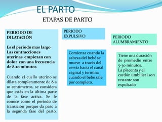 EL PARTO
ETAPAS DE PARTO
PERIODO DE
DILATACIÓN
Es el periodo mas largo
Las contracciones
uterinas empiezan con
dolor con una frecuencia
de 8-10 minutos
Cuando el cuello uterino se
dilata completamente de 8 a
10 centímetros, se considera
que estás en la última parte
de la fase activa. Se le
conoce como el periodo de
transición porque da paso a
la segunda fase del parto.
PERIODO
EXPULSIVO
Comienza cuando la
cabeza del bebé se
mueve a través del
cerviz hacia el canal
vaginal y termina
cuando el bebe sale
por completo.
PERIODO
ALUMBRAMIENTO
Tiene una duración
de promedio entre
5-30 minutos.
La placenta y el
cordón umbilical son
restante son
expulsado
 