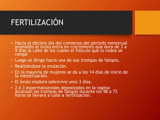 FERTILIZACIÓN
• Hacia el décimo día del comienzo del periodo menstrual
promedio el óvulo entra en crecimiento que dura de 3 a
4 días al cabo de los cuales el folículo que lo rodea se
rompe
• Luego se dirige hacia una de asa trompas de falopio.
• Realizándose la ovulación.
• En la mayoría de mujeres se da a los 14 días de inicio de
la menstruación.
• El óvulo maduro sobrevive unos 3 días.
• 2 ó 3 espermatozoides depositados en la vagina
alcanzan las trompas de falopio durante los 48 a 72
horas se llevará a cabo a fertilización.
 
