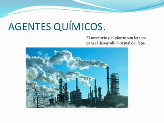 AGENTES QUÍMICOS.
El mercurio y el plomo son letales
para el desarrollo normal del feto.
 