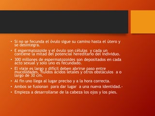 • Si no se fecunda el óvulo sigue su camino hasta el útero y
se desintegra.
• E espermatozoide y el óvulo son células y cada un
contiene la mitad del potencial hereditario del individuo.
• 300 millones de espermatozoides son depositados en cada
acto sexual y solo uno es fecundado.
• El viaje es largo y difícil deben abrirse paso entre
mucosidades, fluidos ácidos letales y otros obstáculos a o
largo de 30 cm.
• Al fin uno llega al lugar preciso y a la hora correcta.
• Ambos se fusionan para dar lugar a una nueva identidad.-
• Empieza a desarrollarse de la cabeza los ojos y los pies.
 